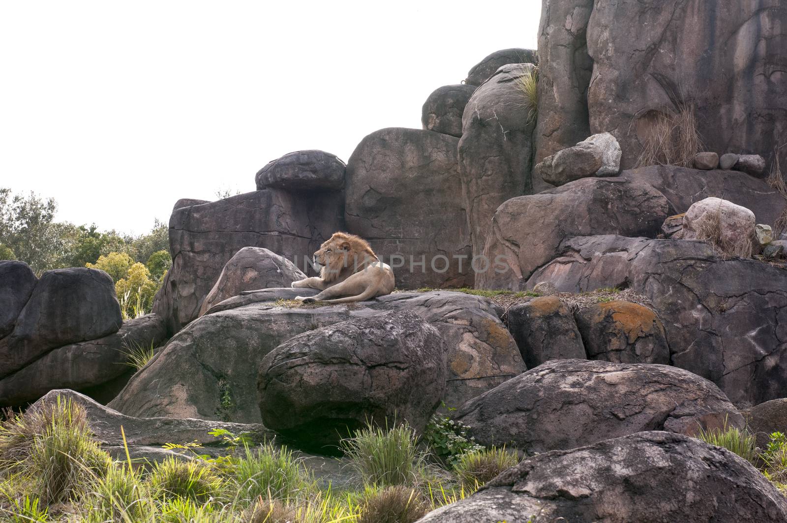 captive lion (Panthera leo) resting on rocks in zoo habitat by Njean