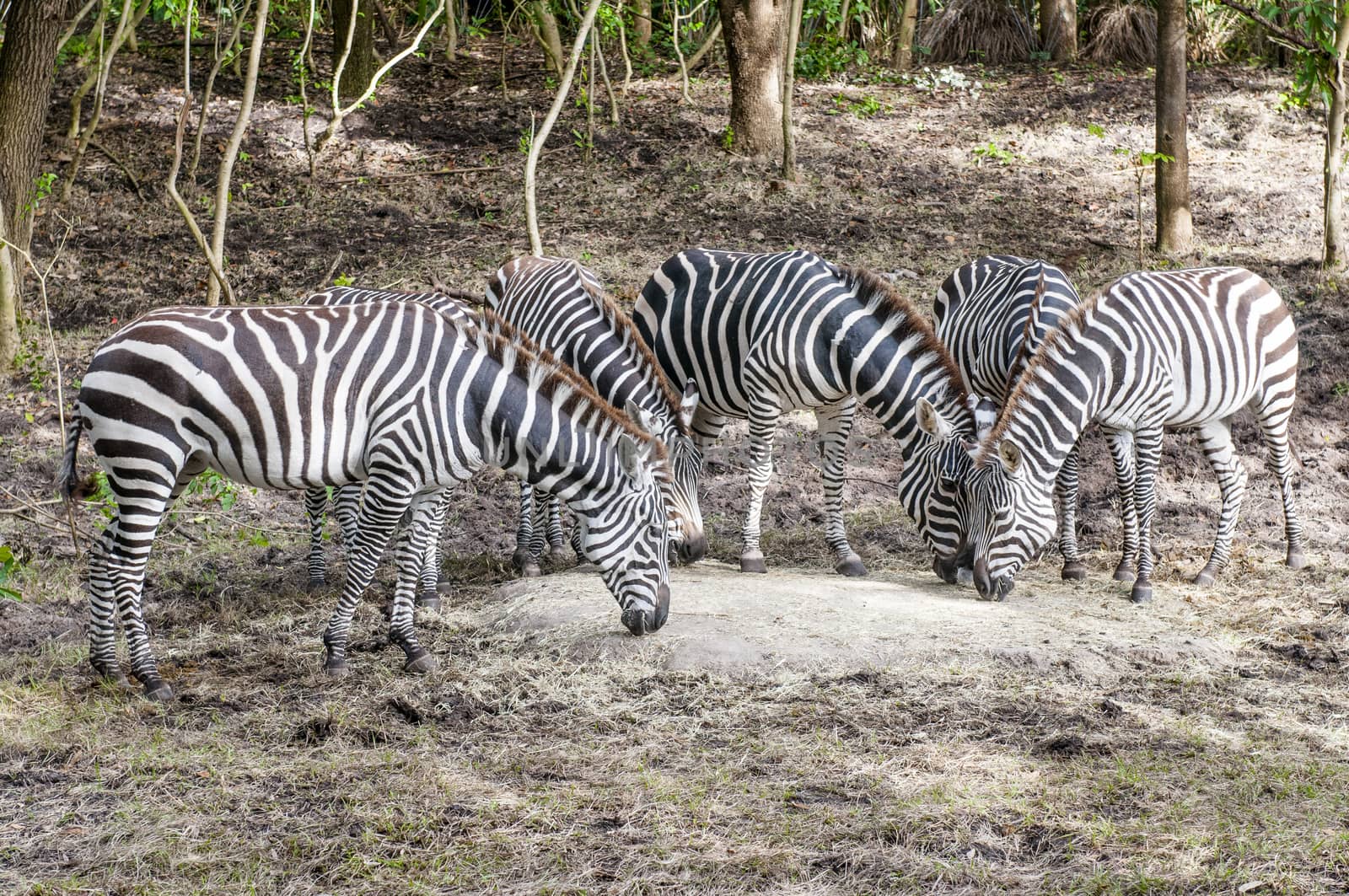 group of captive Grant's zebra (Equus quagga boehmi) feeding in  by Njean