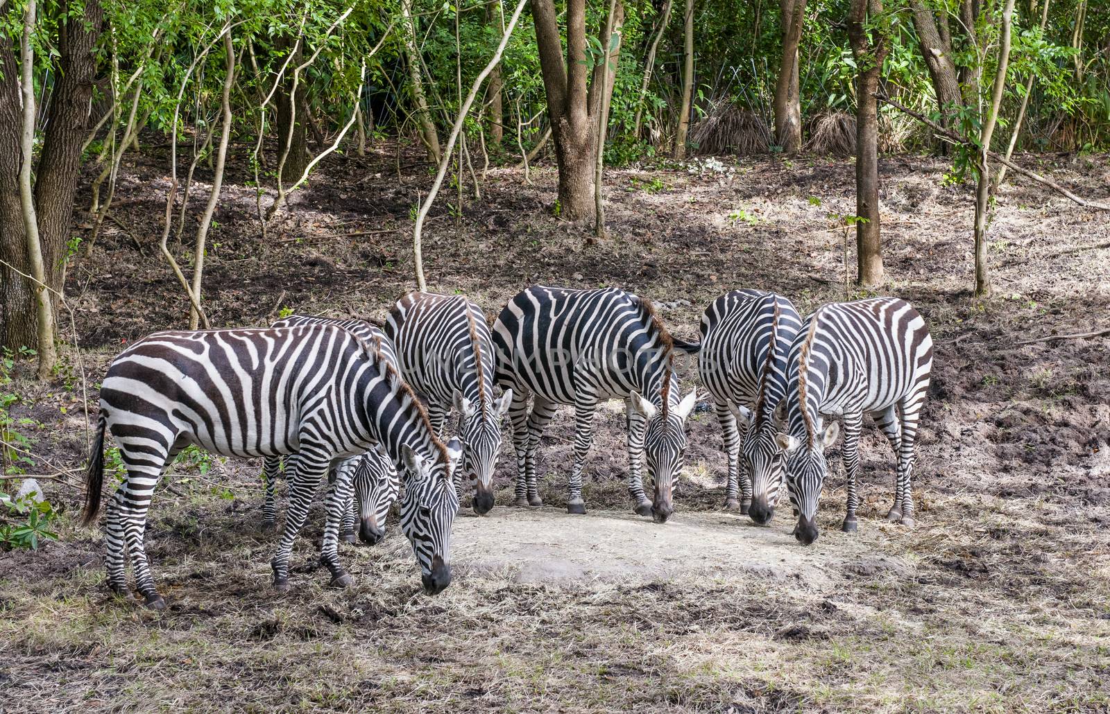 group of captive Grant's zebra (Equus quagga boehmi) feeding in zoo habitat
