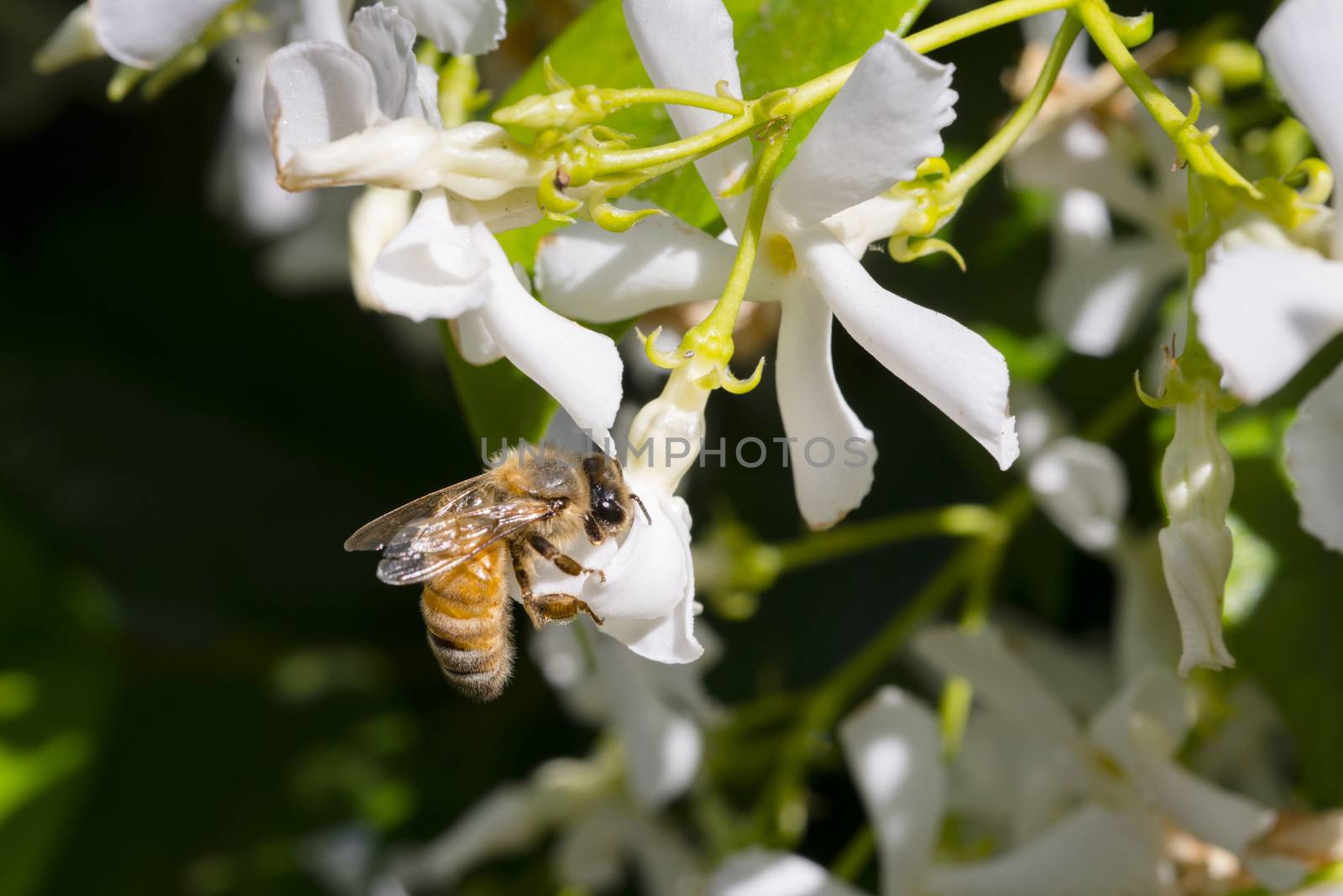 Western honey bee or European honey bee (Apis mellifera) on flow by Njean