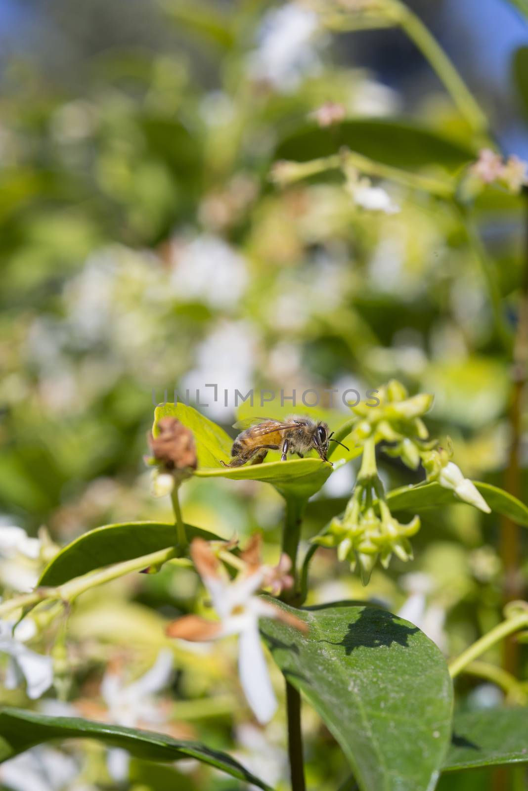 Western honey bee or European honey bee (Apis mellifera) resting on leaf