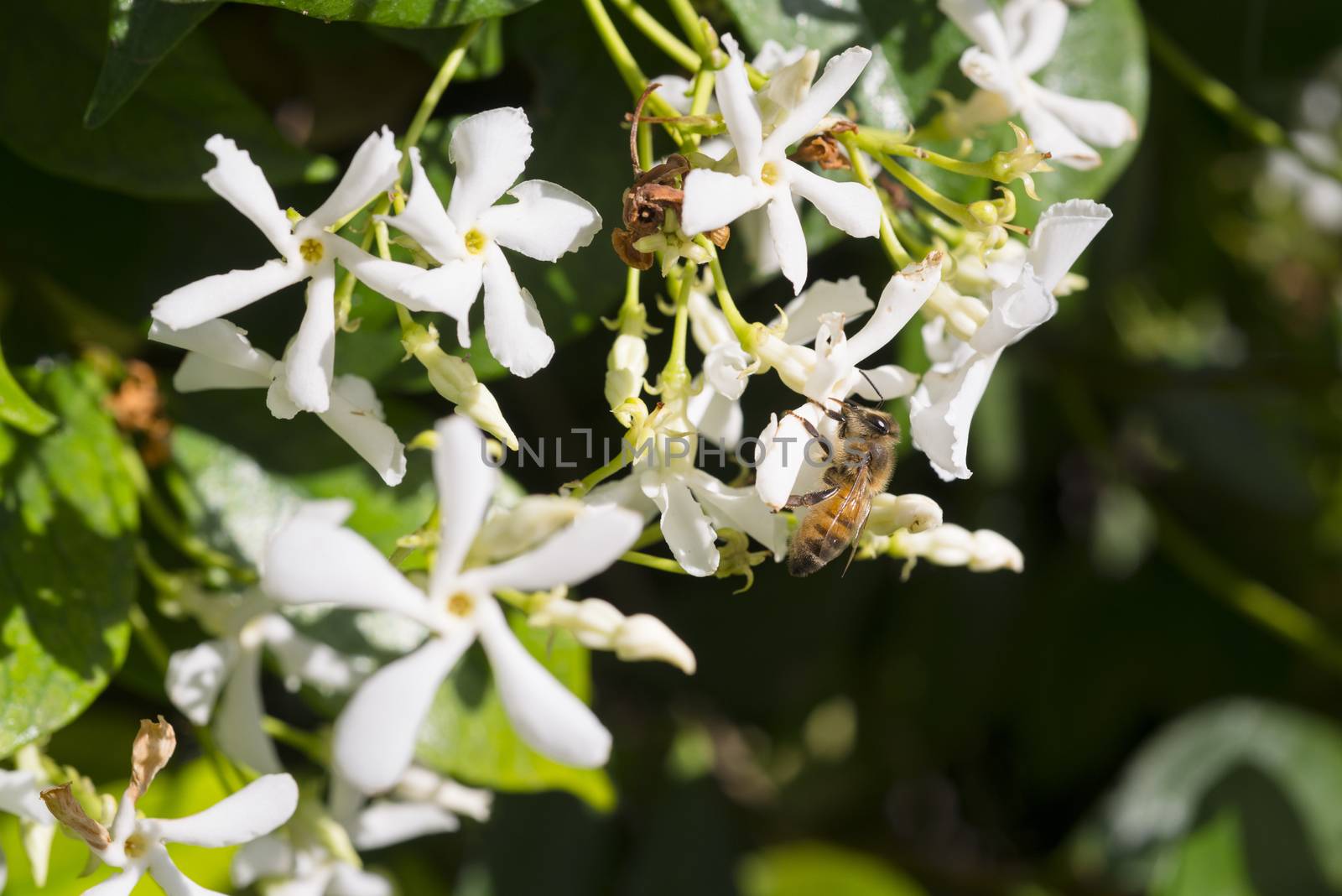 Western honey bee or European honey bee (Apis mellifera) on flow by Njean