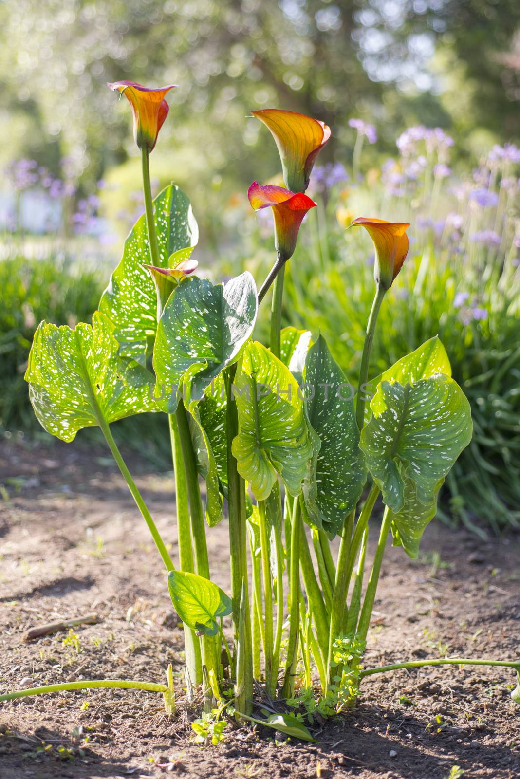 Orange Calla Lilys (Zantedschia) in front yard landscaping