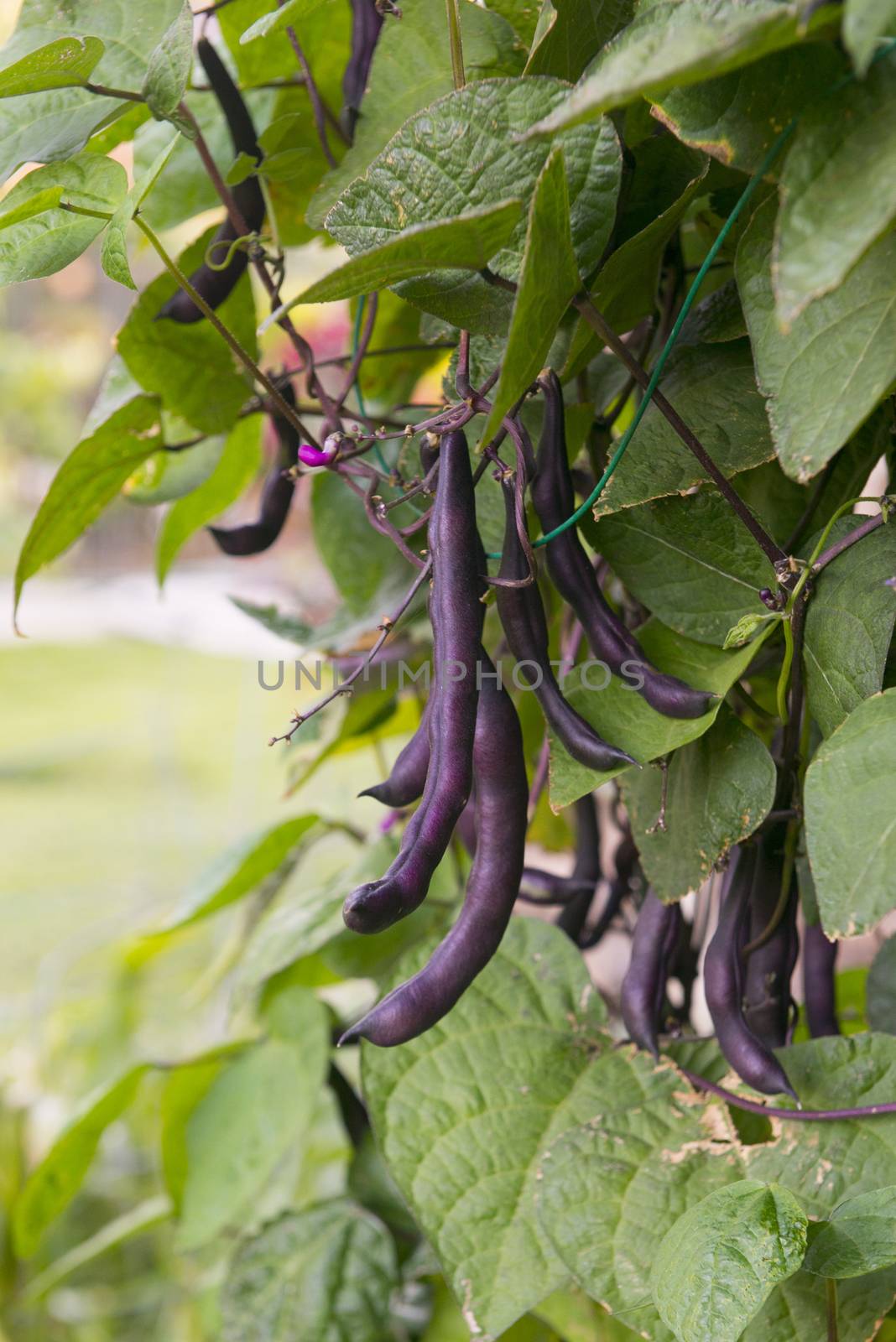Special heirloom "purple" green beans by Njean