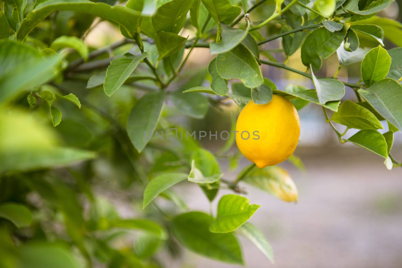 Ripe lemon on a tree in California