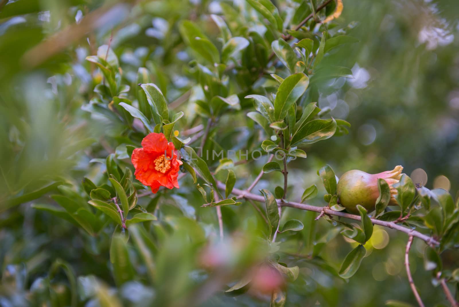 Pomegranate (Punica granatum) tree with fruit and flower blossom