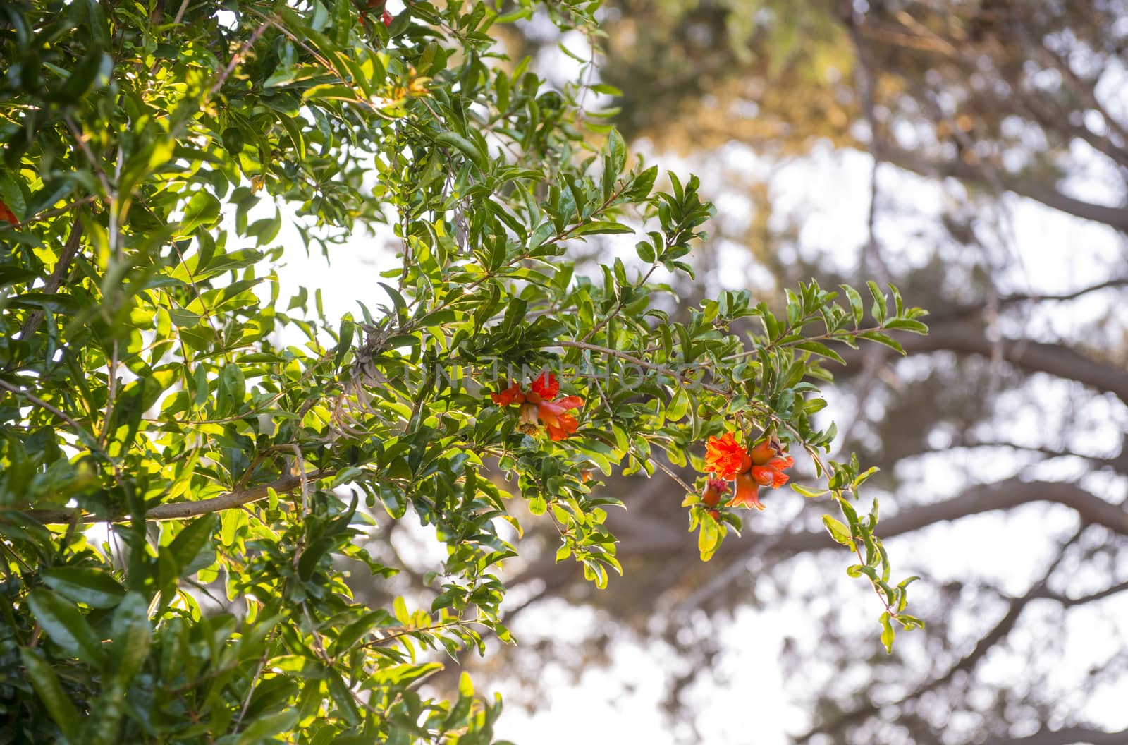 Pomegranate (Punica granatum) tree with fruit and flower blossoms
