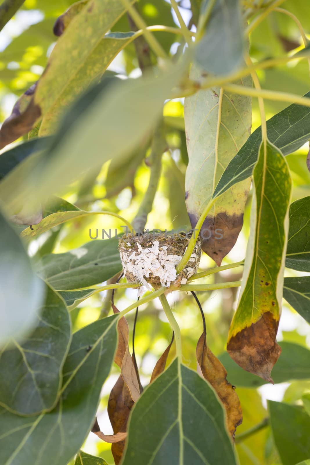 empty Hummingbird nest by Njean