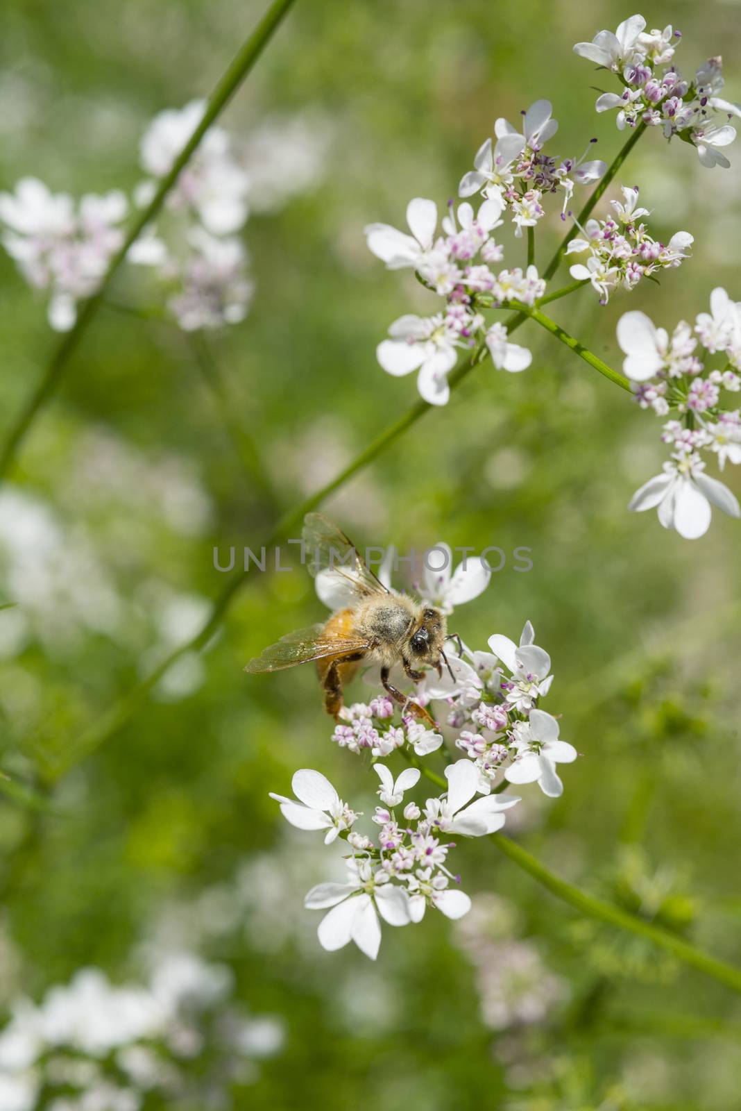 Western honey bee or European honey bee (Apis mellifera) on gard by Njean