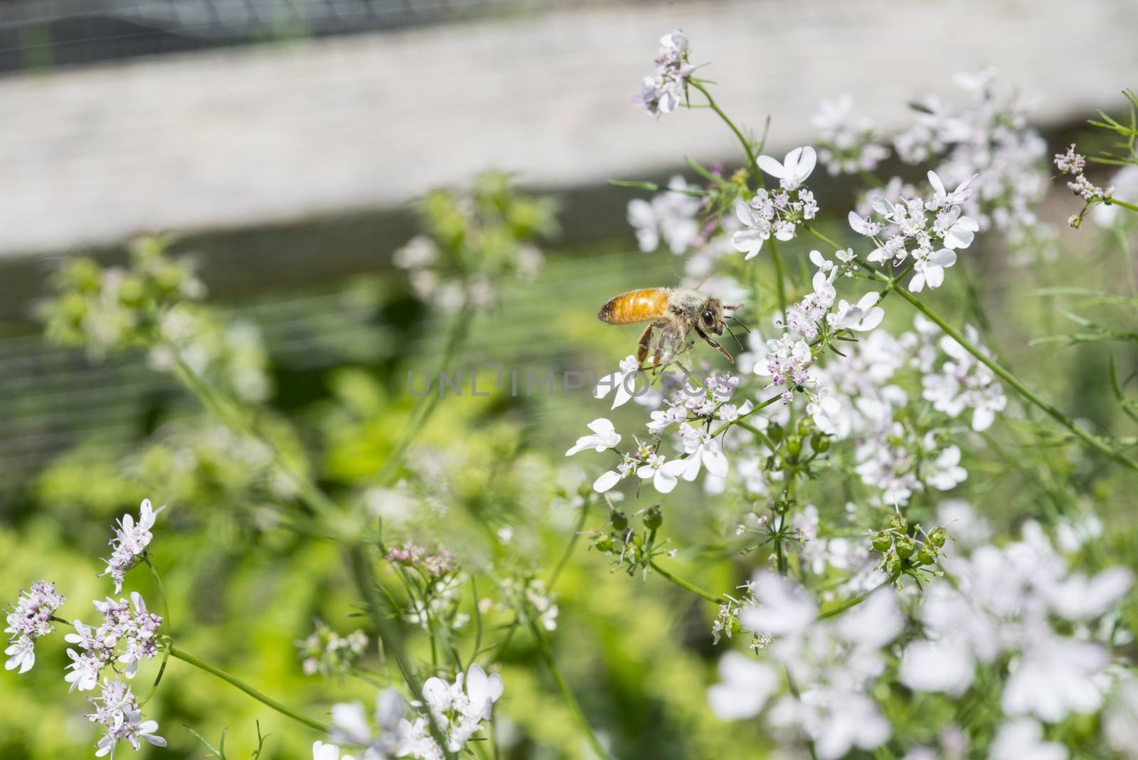 Western honey bee or European honey bee (Apis mellifera) on gard by Njean