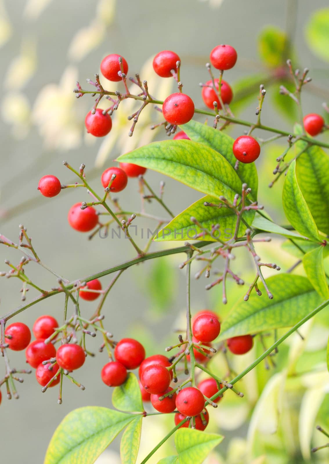 Red berries and green leaves by Njean