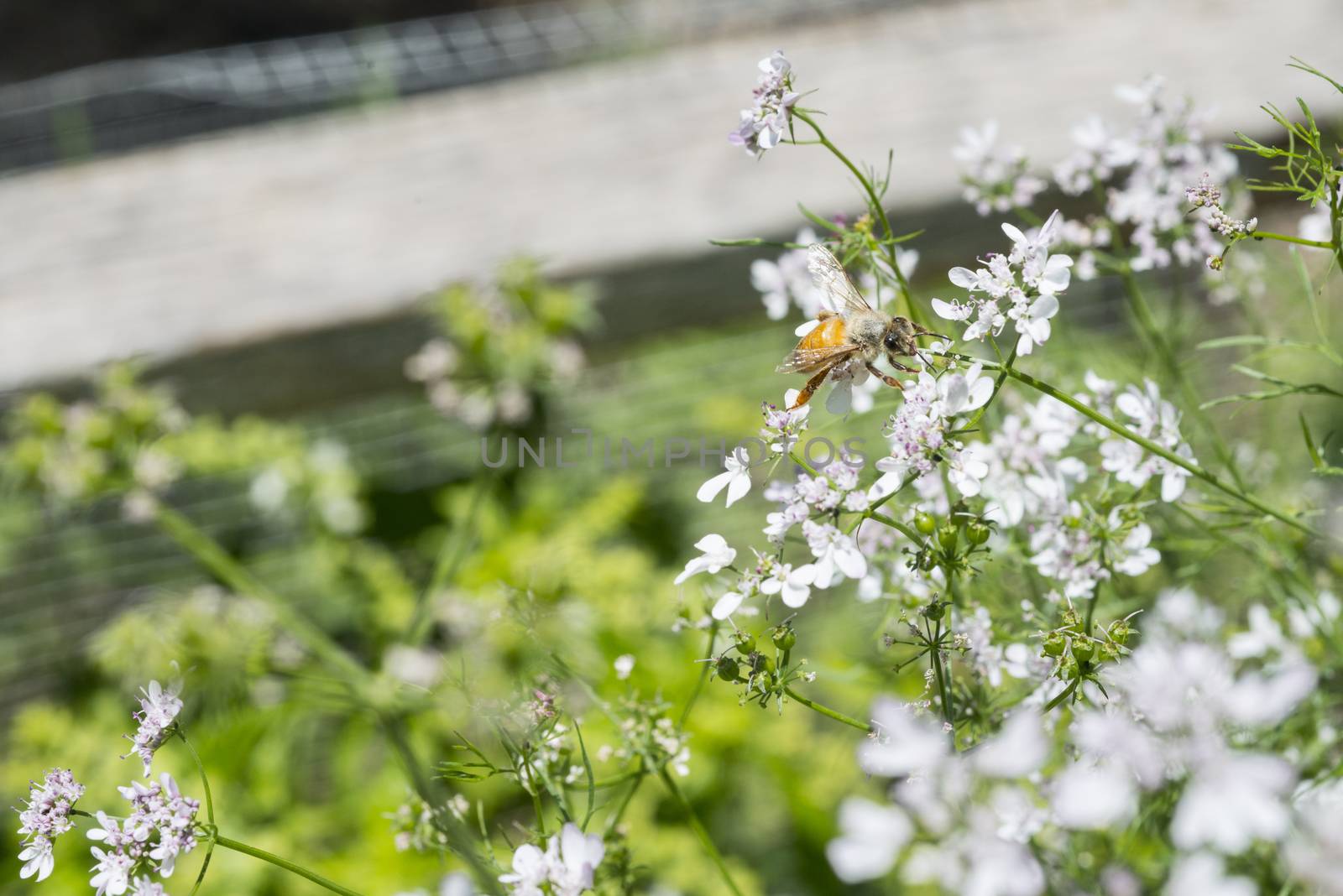 Western honey bee or European honey bee (Apis mellifera) on gard by Njean