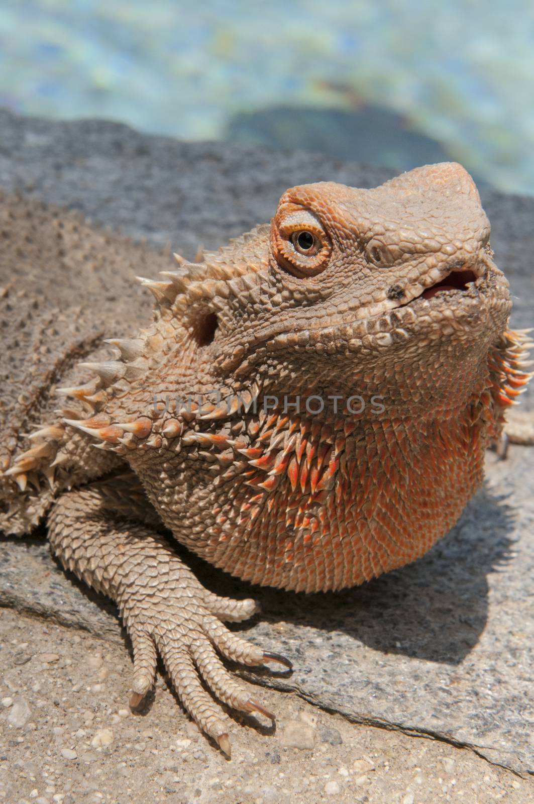 pet bearded dragon (Pogona) lizard by poolside by Njean