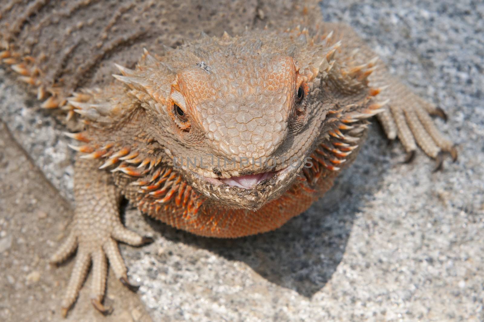 pet bearded dragon (Pogona) lizard by poolside by Njean
