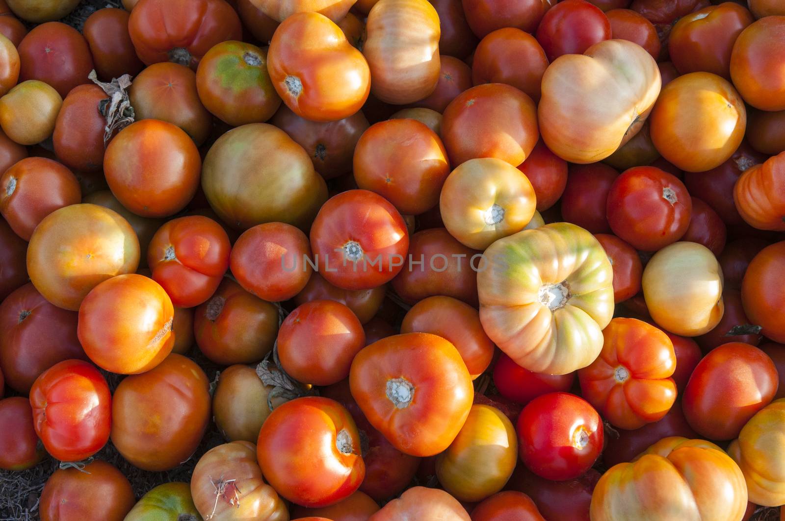 Pile of ripe tomatoes by Njean