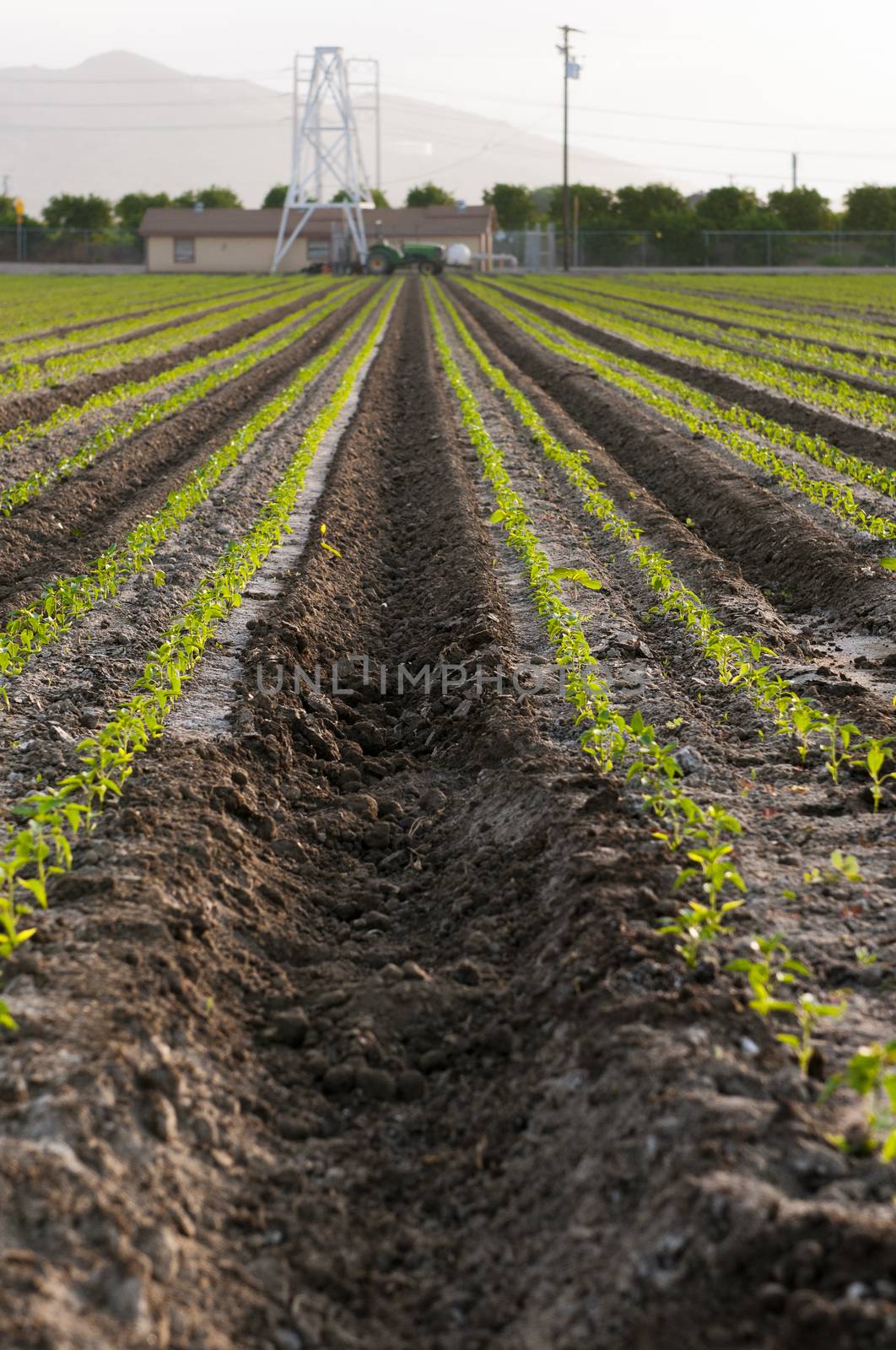 Rows of seedlings, farmland with tractor in the distance