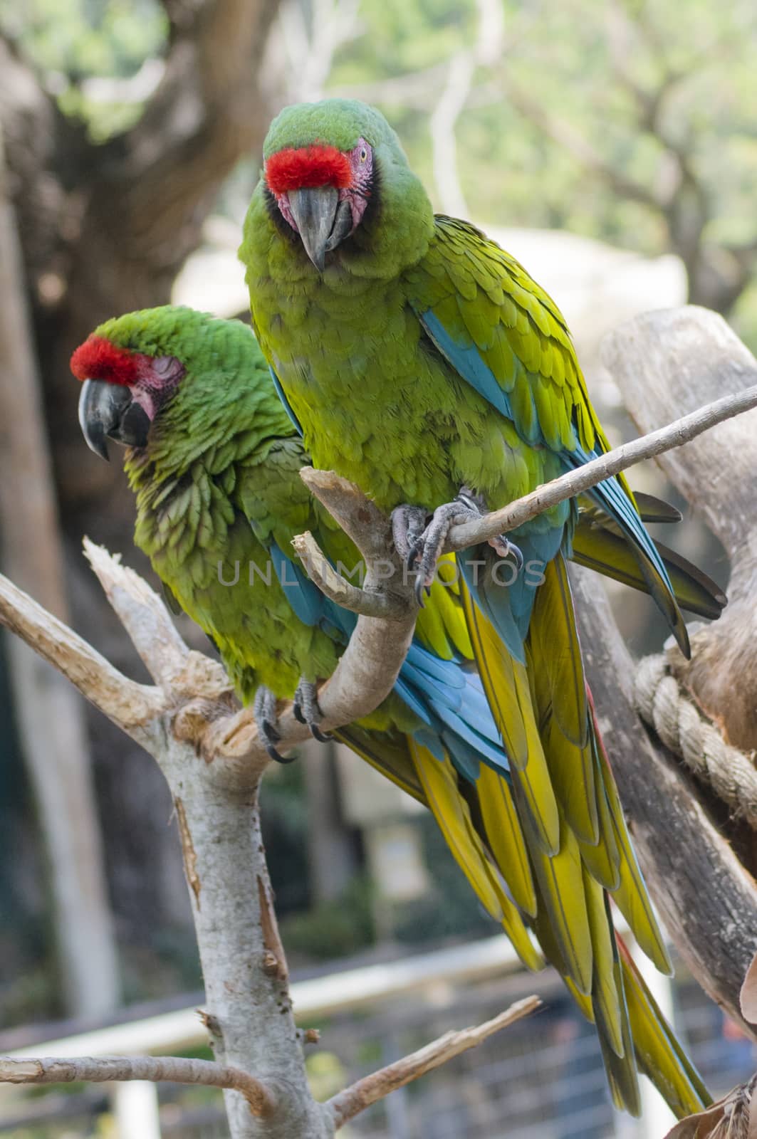 Parrots at Zoo