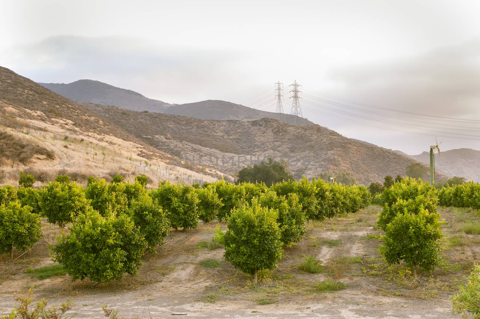 Citrus trees in an orchard in Southern California by Njean
