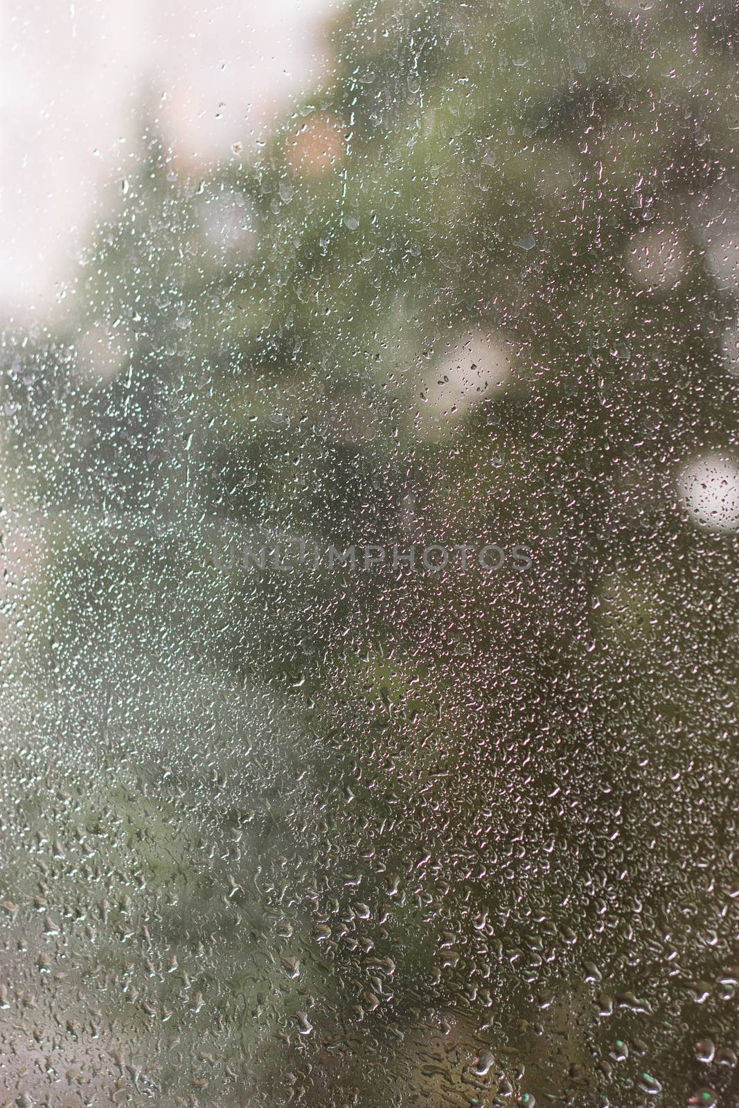 Drops of rain on the window behind the glass green trees