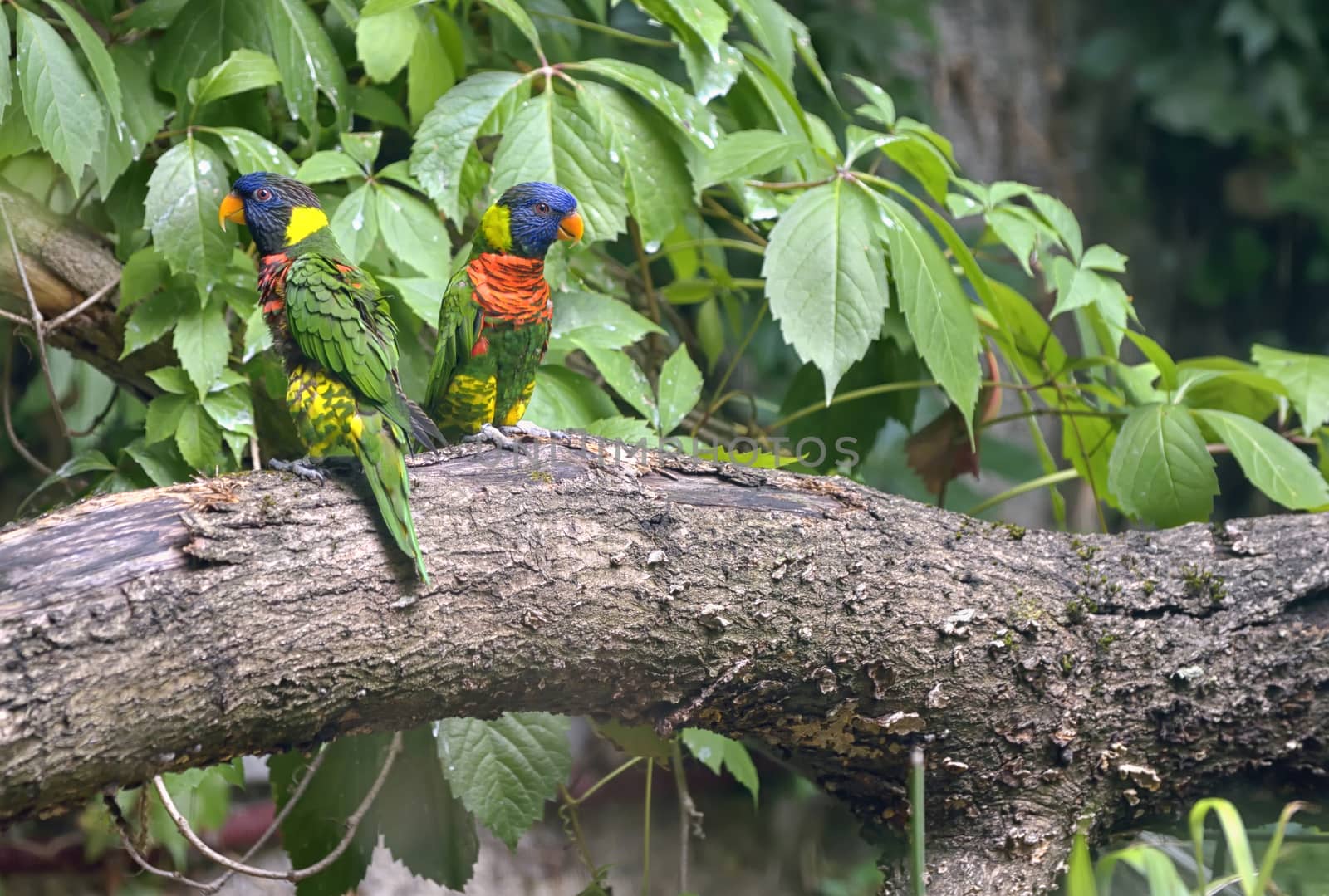 Amazon Parrot (Amazona aestiva) by jordachelr