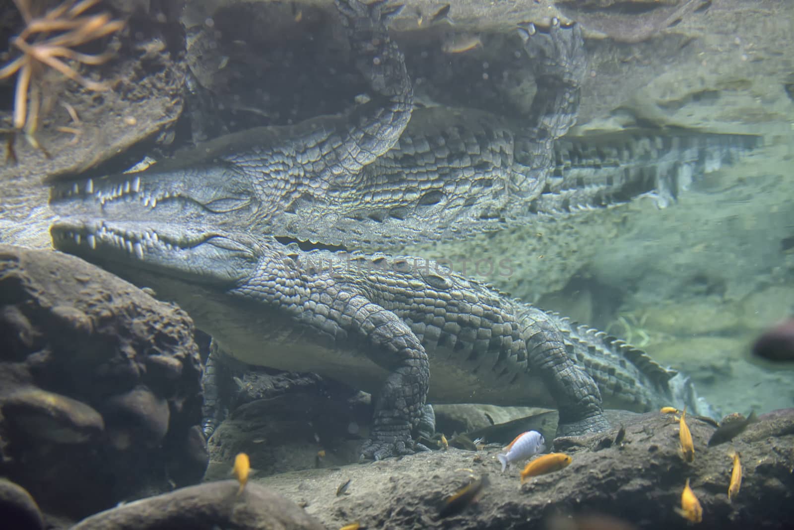Crocodile swimming in clear water 