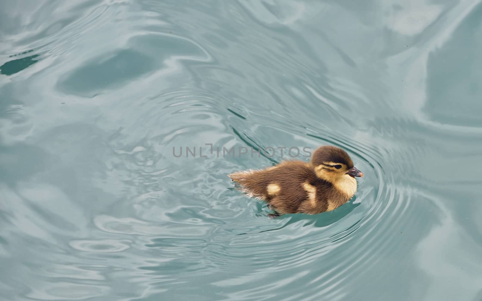 Baby duckling swimming in river