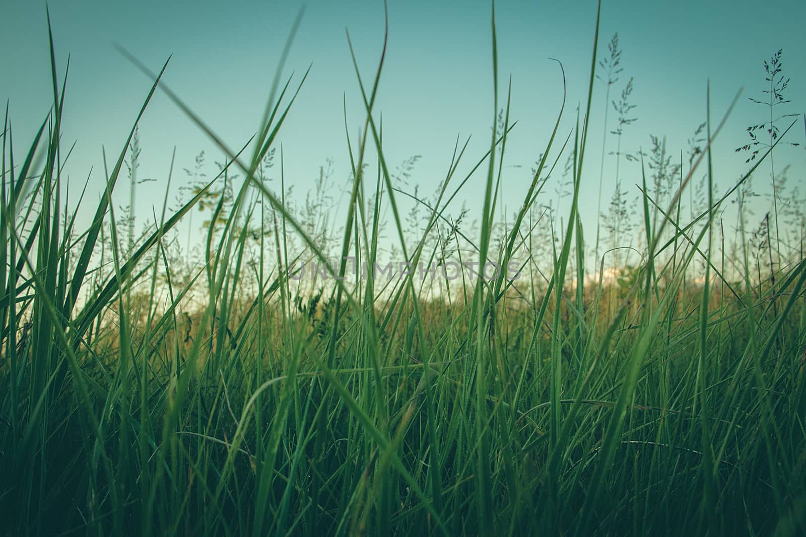 Atmospheric photo of a meadow on a summer evening.