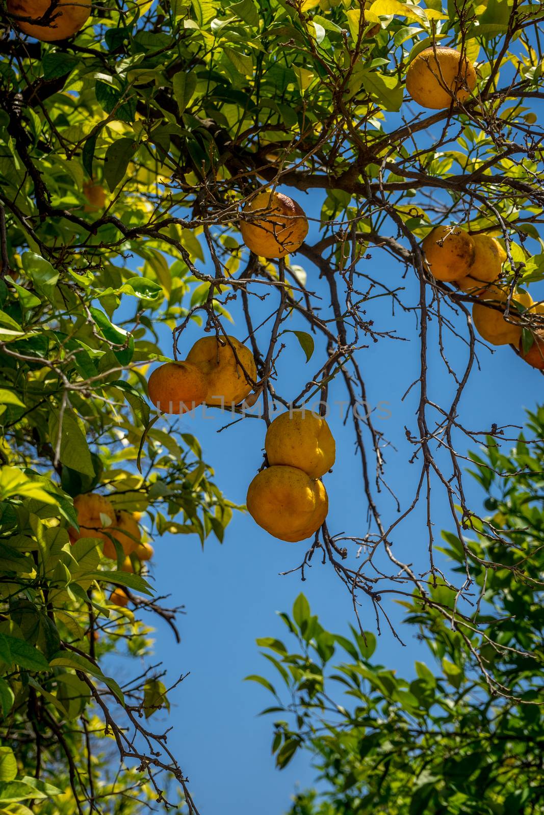 The jardines, royal garden of the Alcazar de los Reyes Cristianos, Cordoba, Spain, Europe