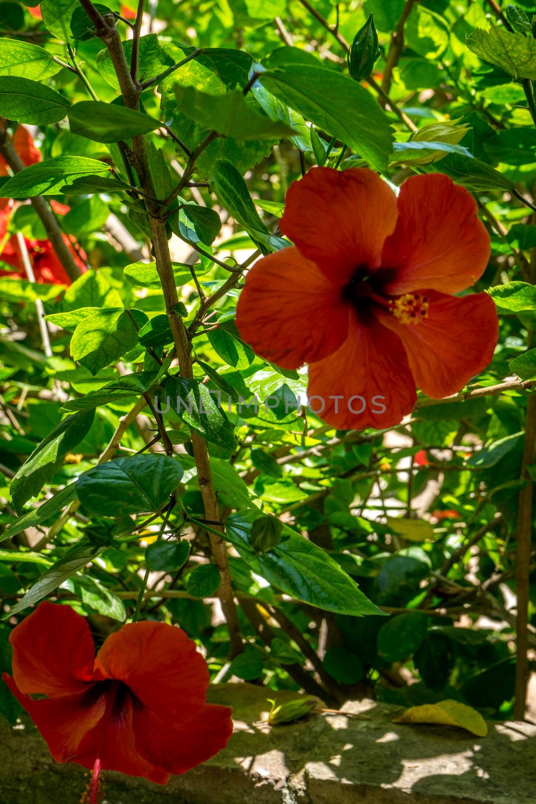 Hibiscus in the jardines, royal garden of the Alcazar de los Rey by ramana16