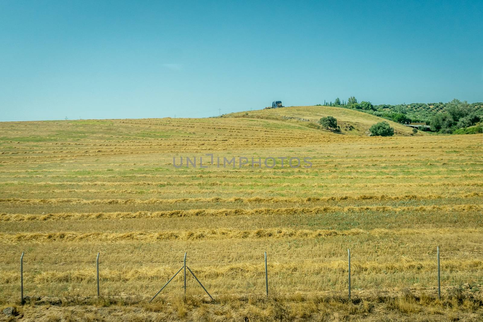 Grass meadow on the spanish countryside of Cordoba, Spain,Europe by ramana16