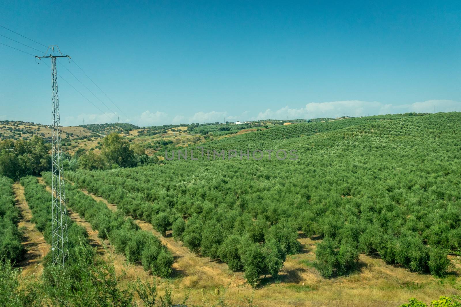 Bunch of olive trees being grown in the spanish countryside of Cordoba, Spain, Europe on a bright sunny day with blue sky