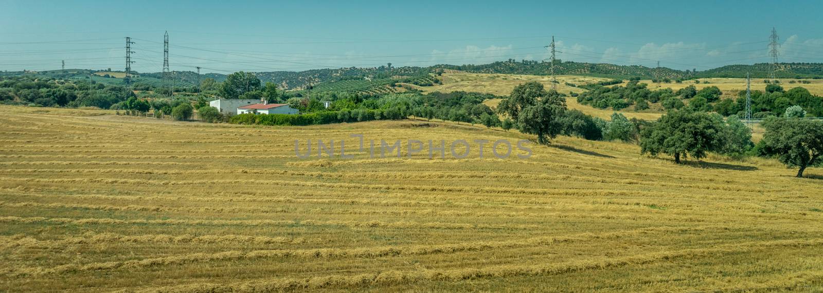 Grass meadow on the spanish countryside of Cordoba, Spain,Europe by ramana16