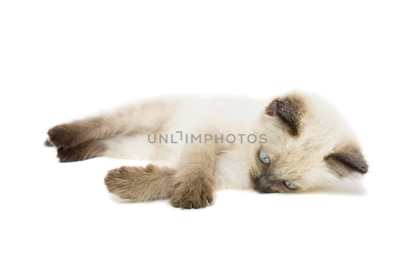 kitten on a white background by AlexBush