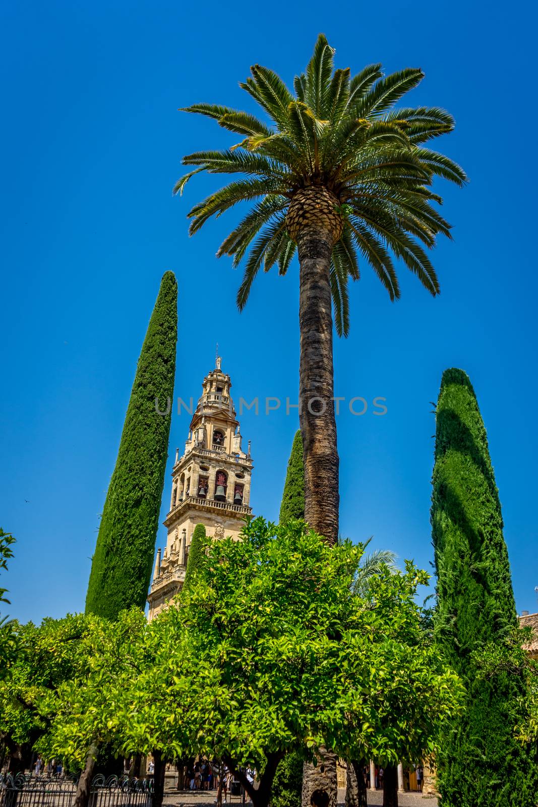 A tall palm tree with the bell tower in the background on a brig by ramana16