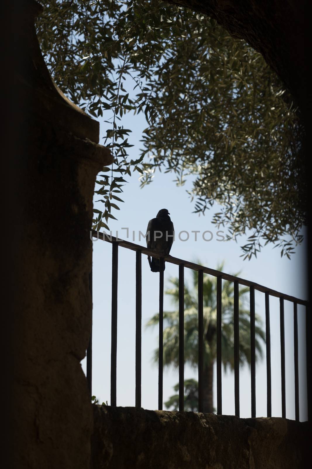 A pigeon resting on a grill in Cordoba, Spain, Europe by ramana16