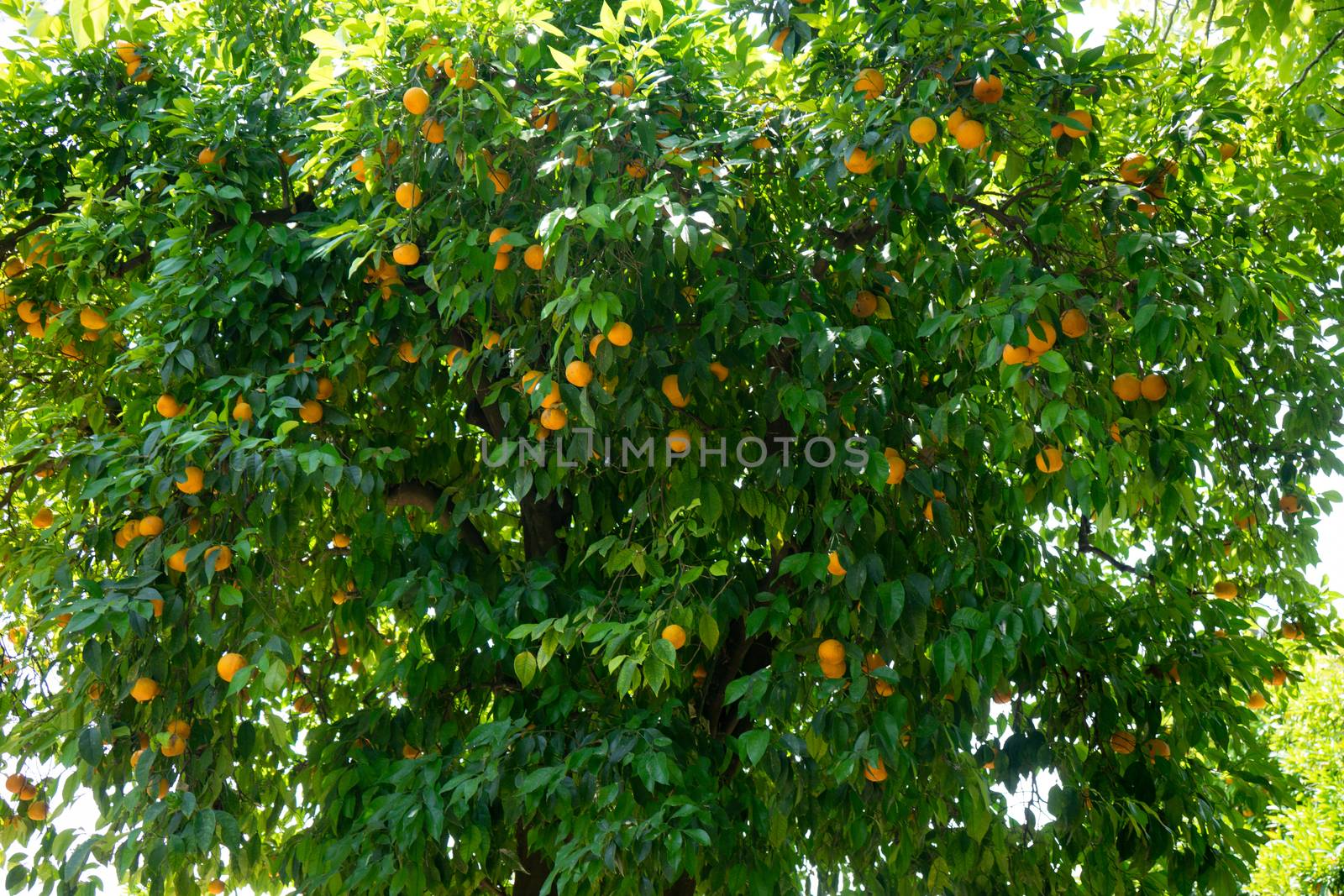 A tree full of oranges in Alcazar garden in Cordoba, Spain, Euro by ramana16