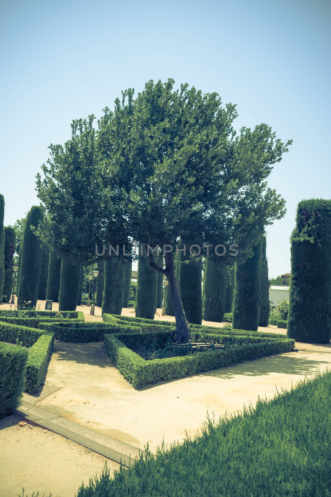 Tall trees in The jardines, royal garden of the Alcazar de los R by ramana16