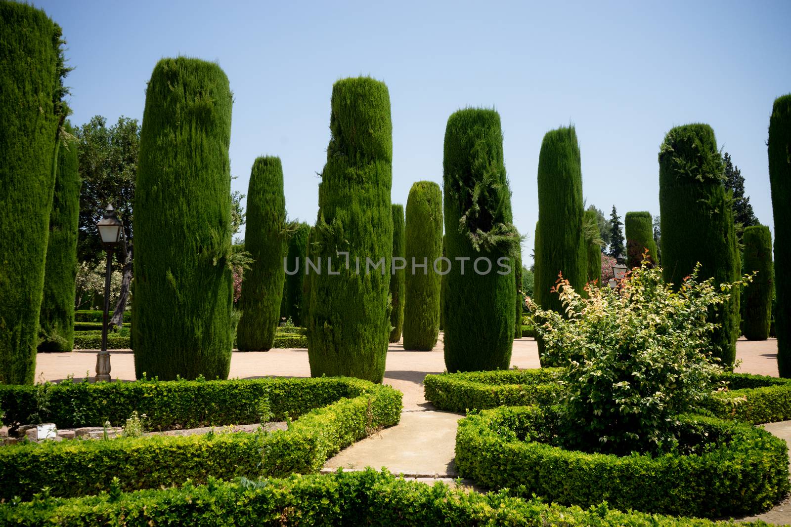 Tall trees in The jardines, royal garden of the Alcazar de los R by ramana16