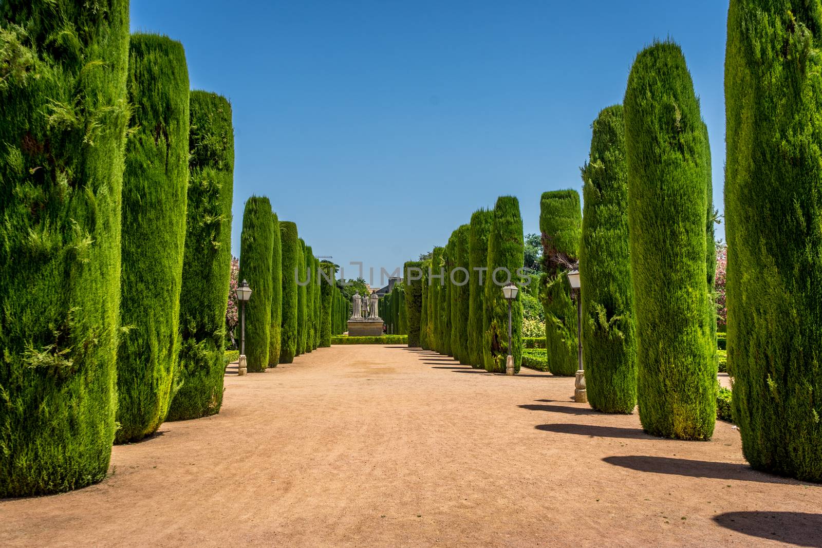 Tall trees in The jardines, royal garden of the Alcazar de los R by ramana16