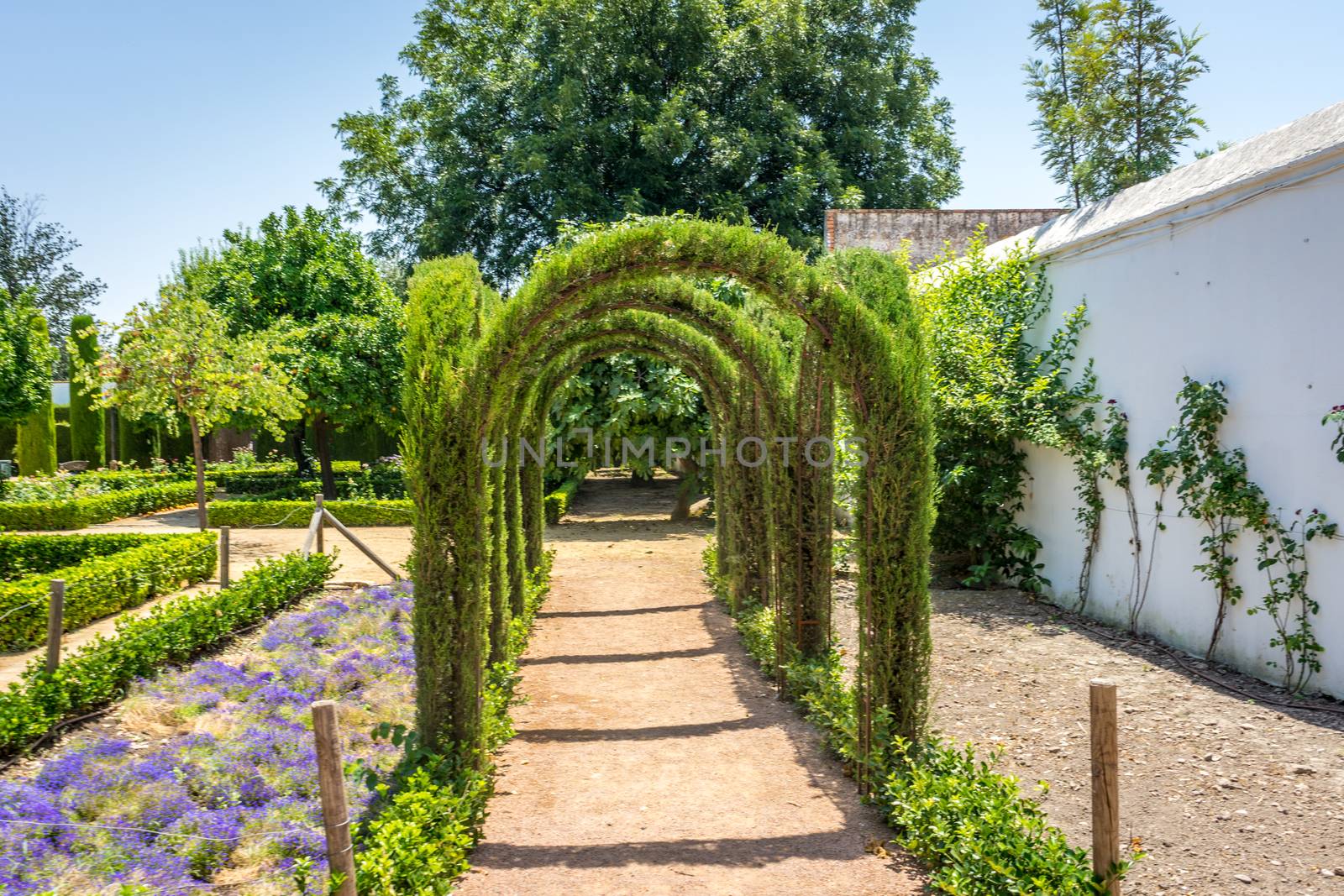 Plants and creepers in the royal gardens  of the Alcazar de los  by ramana16