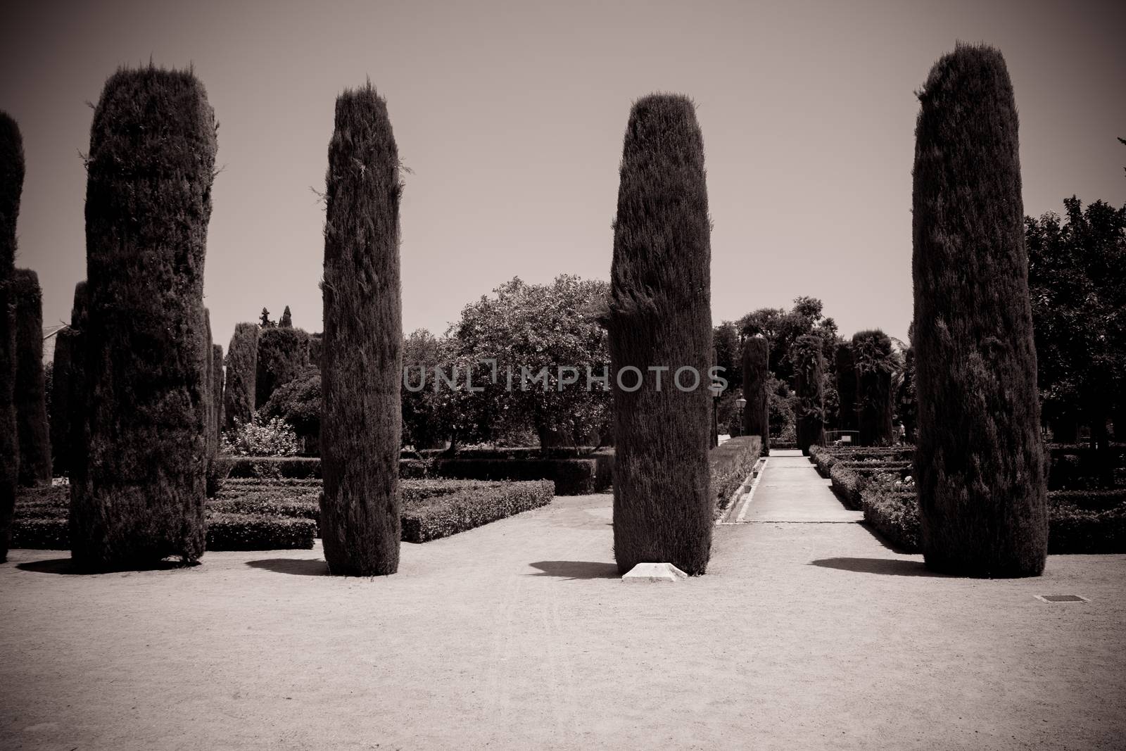 Tall trees in The jardines, royal garden of the Alcazar de los R by ramana16