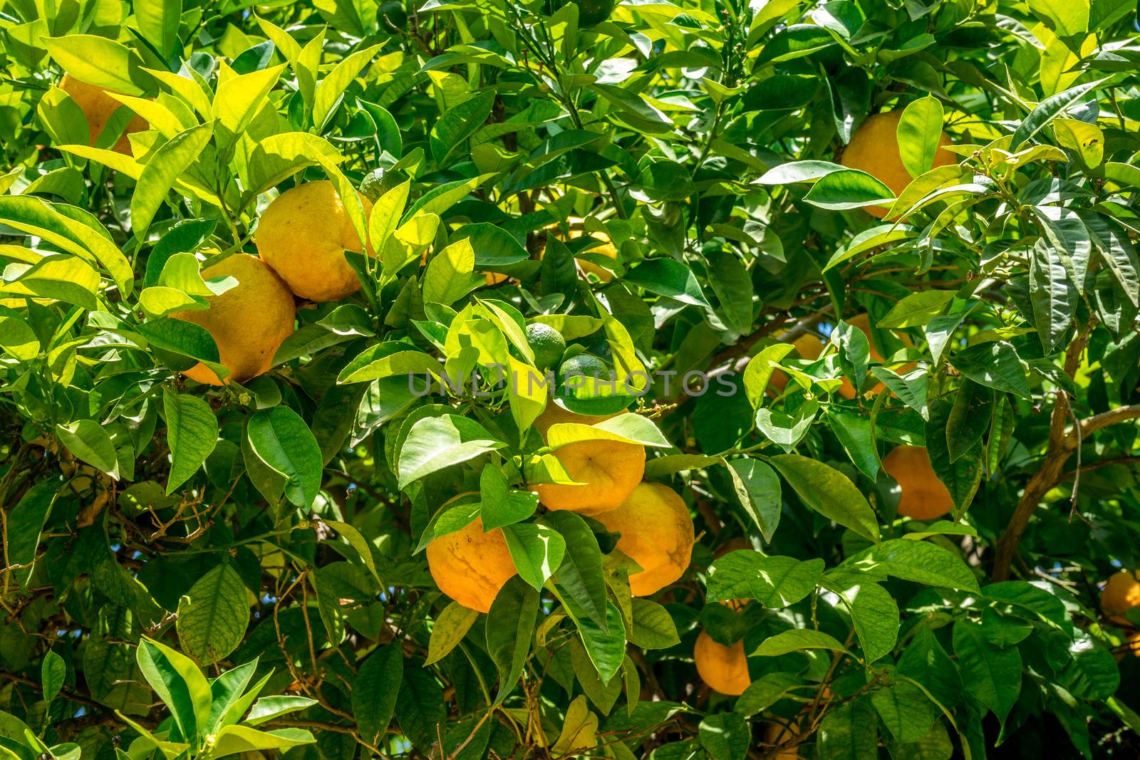 Oranges in the jardines, royal garden of the Alcazar de los Reye by ramana16