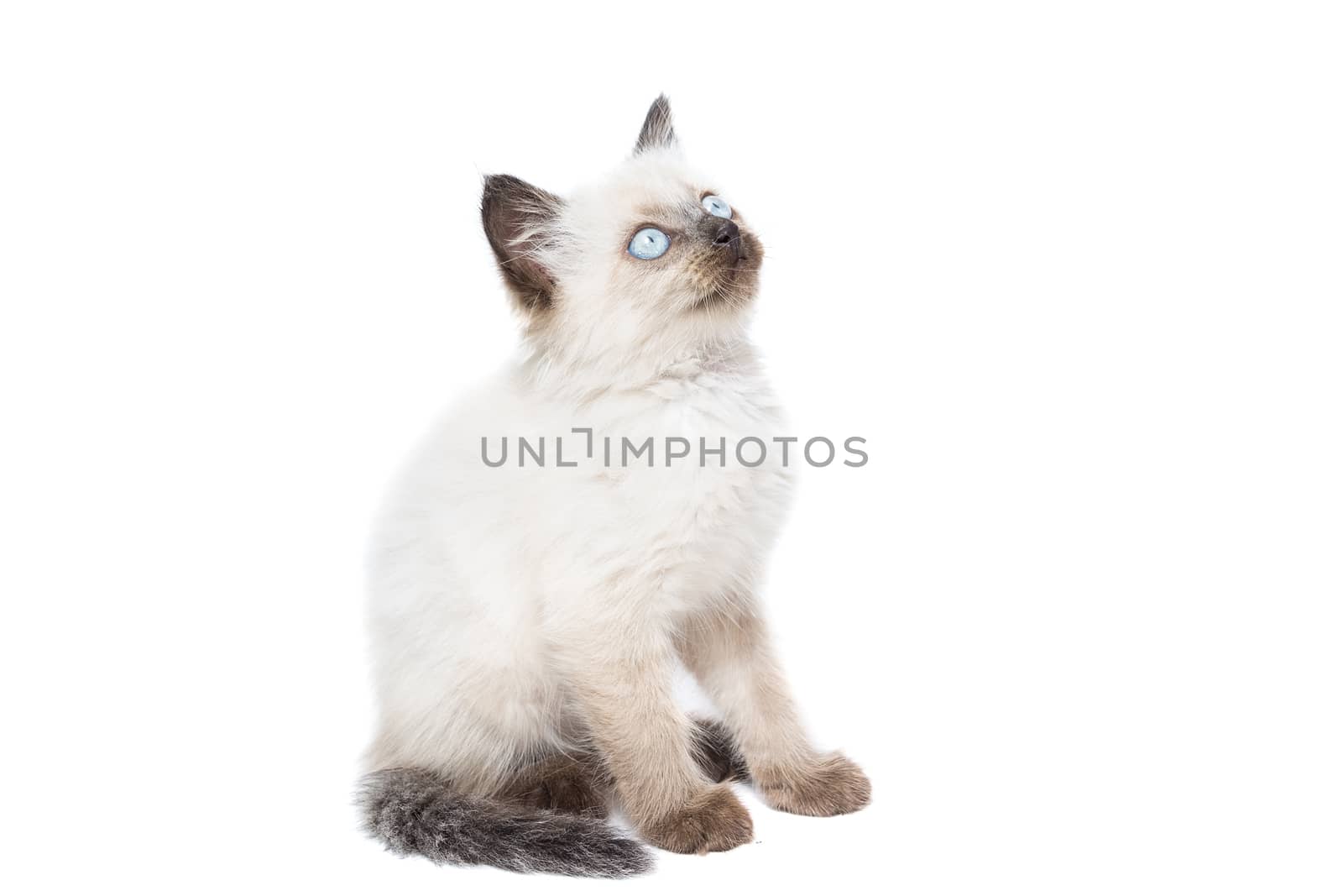 kitten on a white background by AlexBush