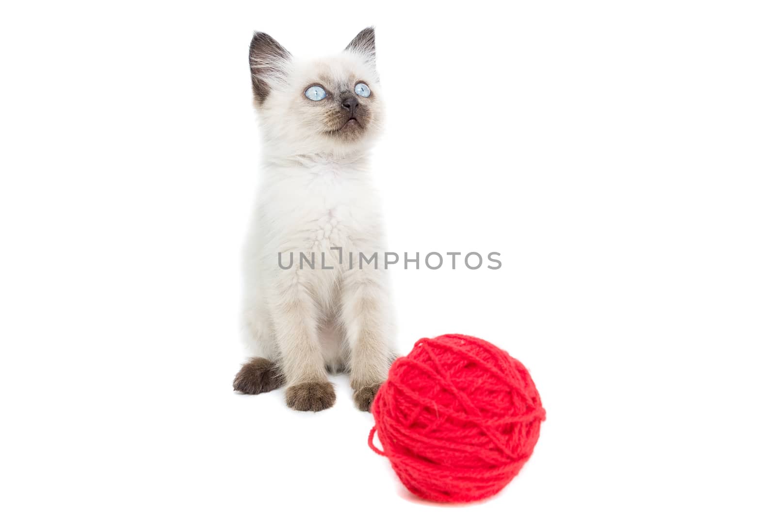 Kitten on white background, kitten playing with ball, summer, Siamese cat