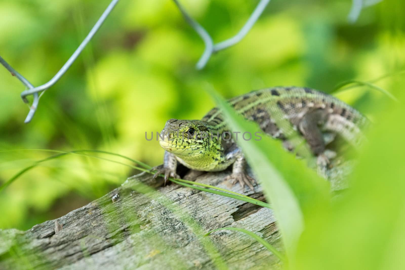 Green lizard on a log by AlexBush