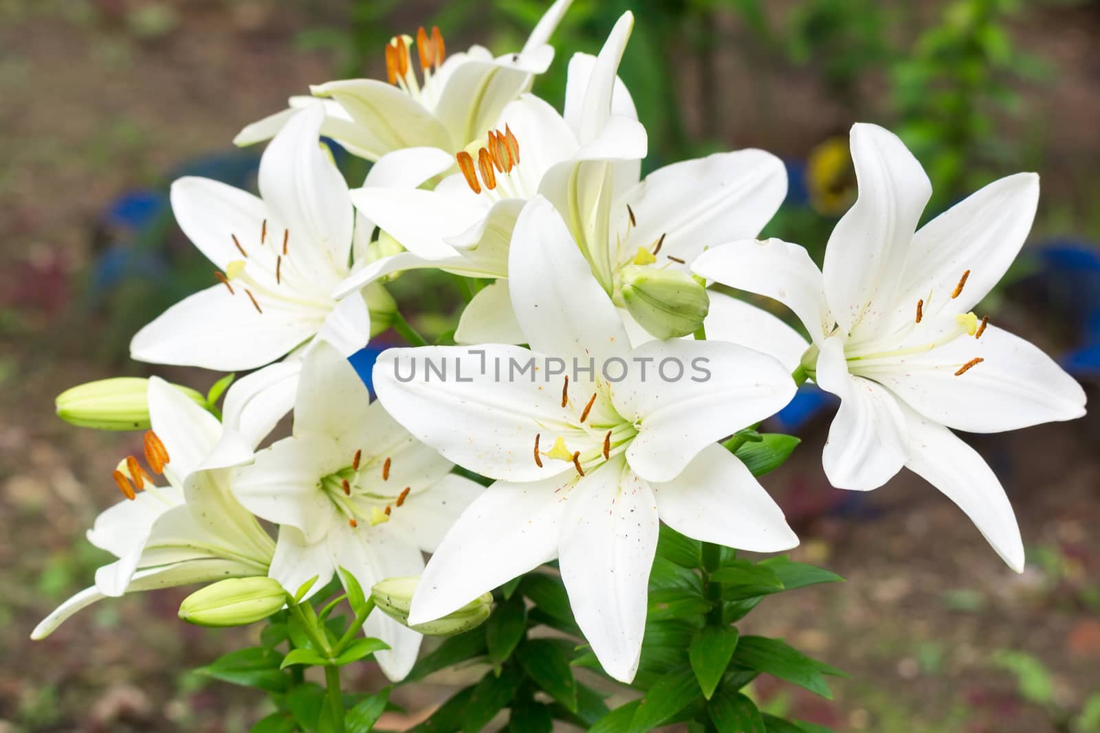 Lilies in the garden, White lilies, Russia, Moscow