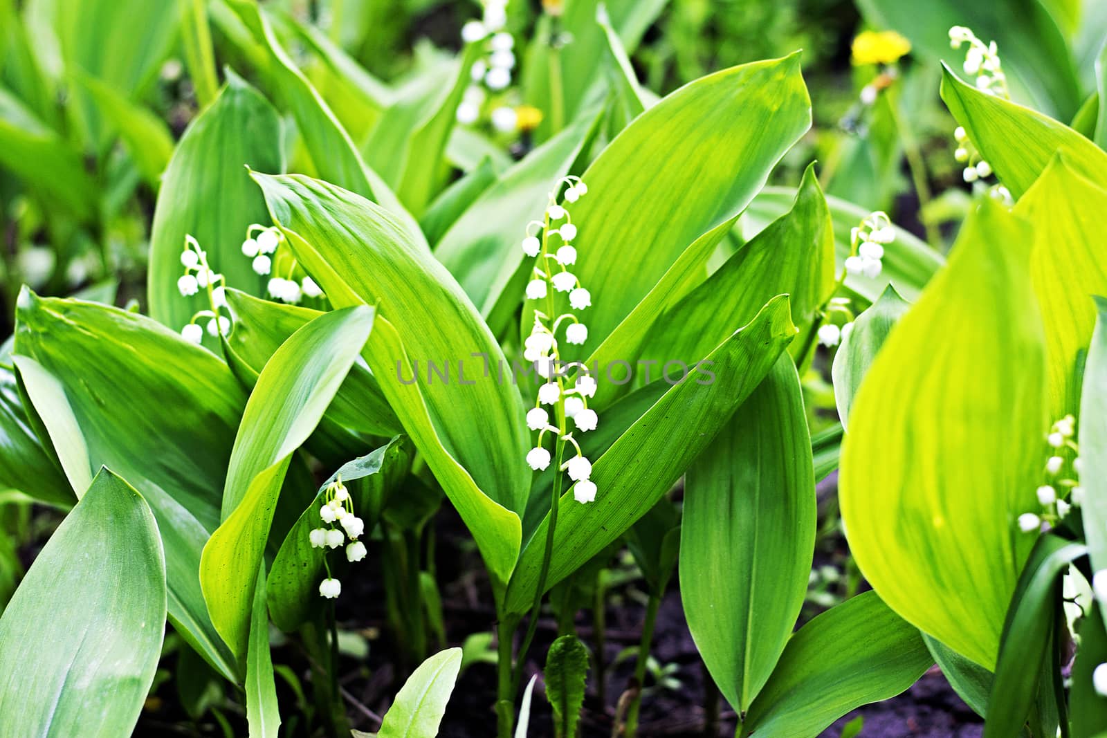 Flowering May Lilies. by andsst