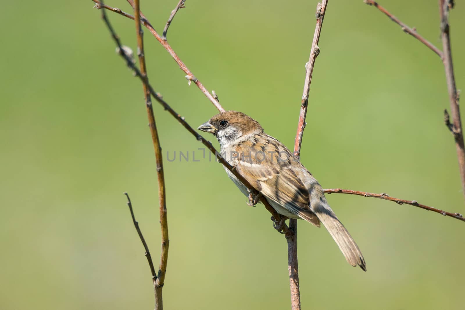 Sparrow on a branch on a green background, Russia, village, summer