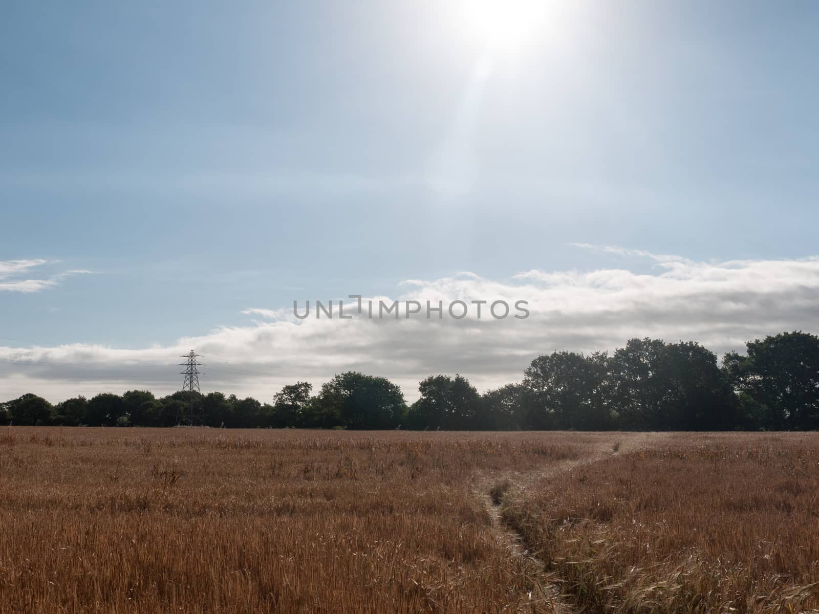 field of golden grass wheat in summer wivenhoe essex england uk