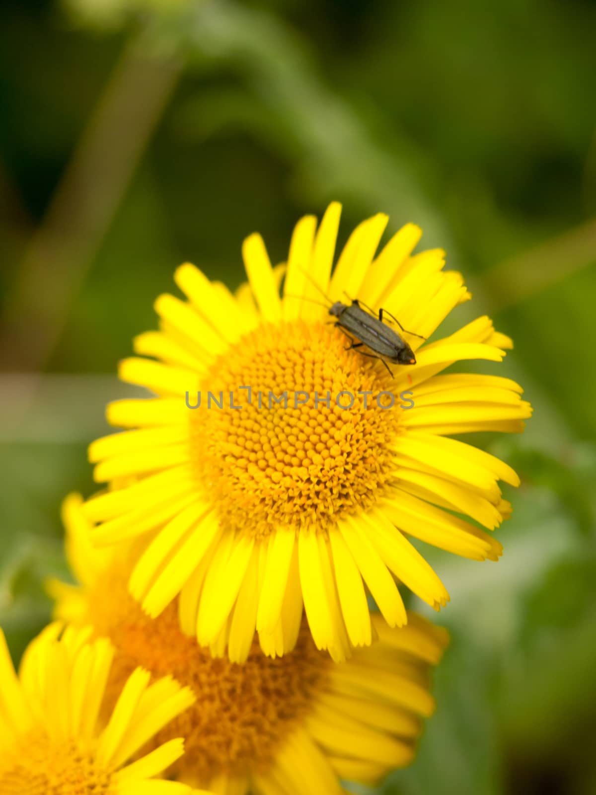 glowing yellow round lush sun flower head buds starting